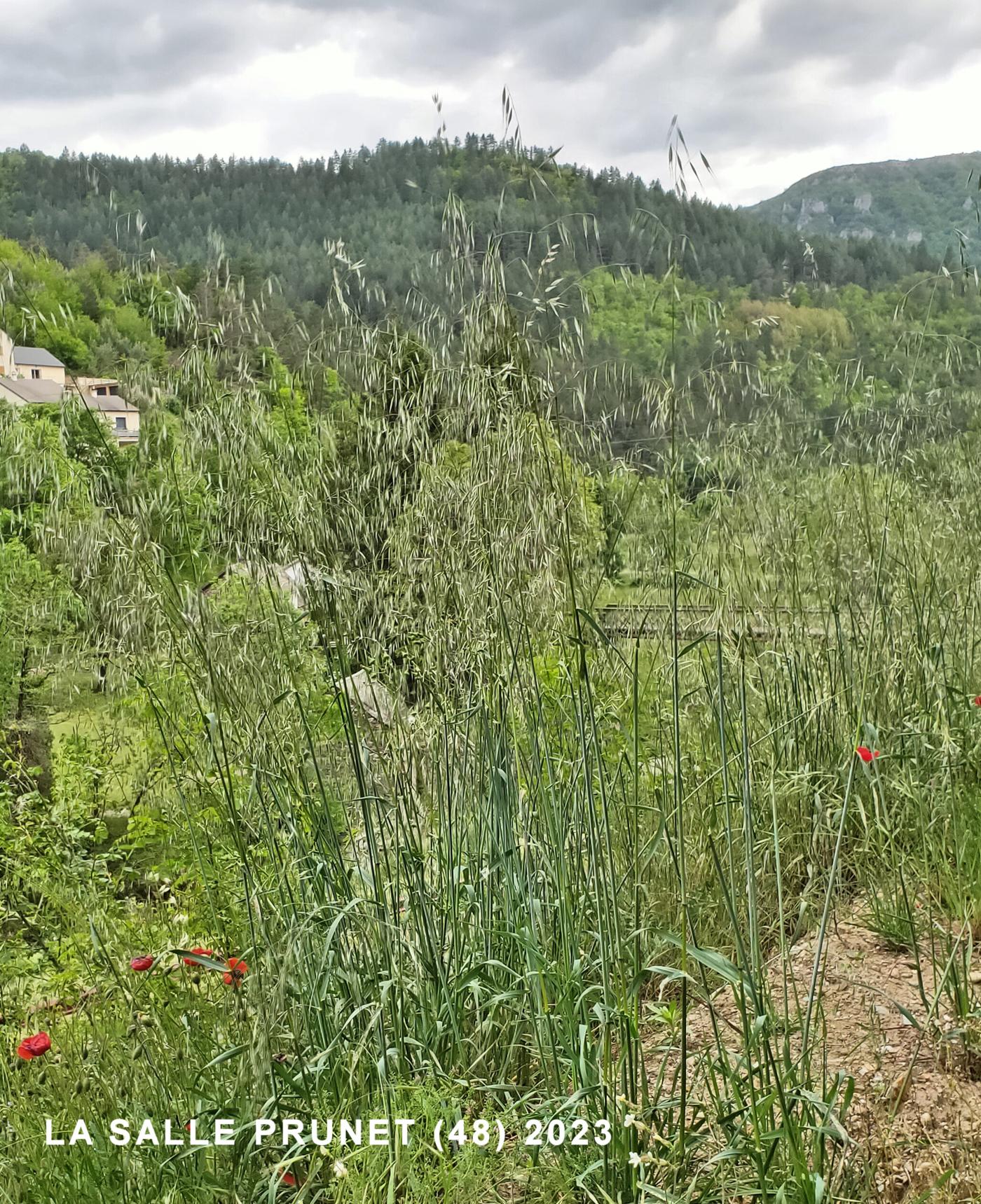 Oat, Slender plant